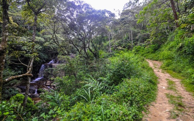 Wild Glamping Knuckles