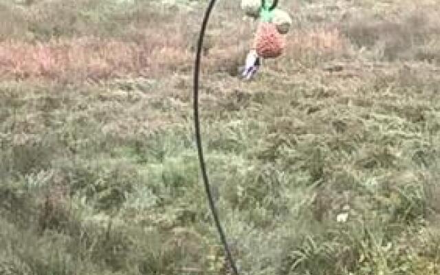 La Fleur et Le Soleil (F&S)