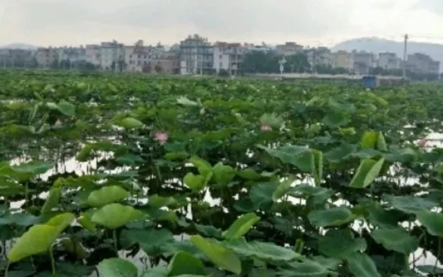 Fuxian Lake Dingyi Inn