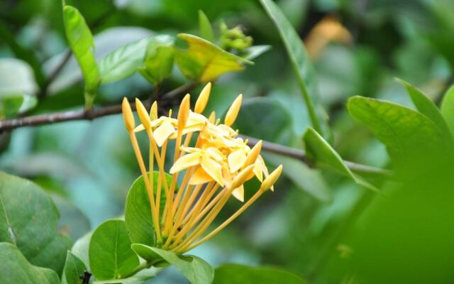 Sigiriya Amenity Home Stay