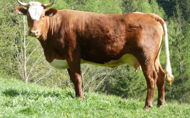 Rainerhof
