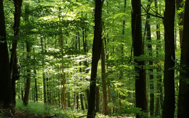 Ferienhaus "Am Gehre"