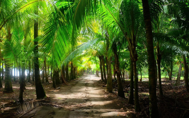 La Palapa Eco Lodge Resort