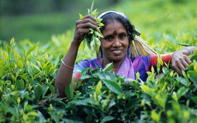 Sinharaja Park Hotel