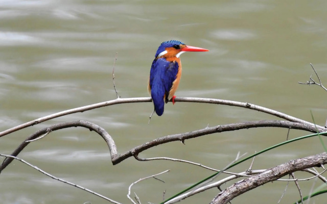 Madikwe River Lodge