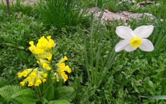 Rossi Rest House By The River