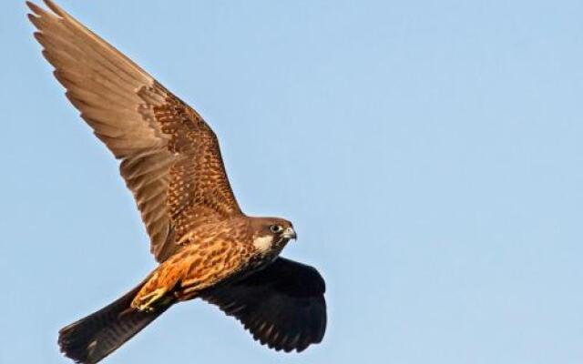 Bed and Breakfast Il Nido