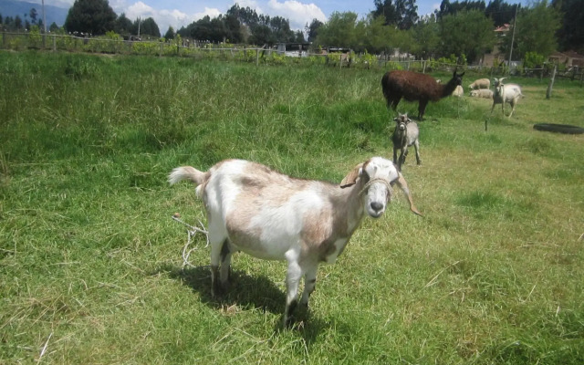 Villa de Libertad DF