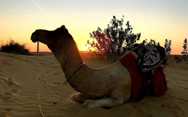 Amazing Desert Camp