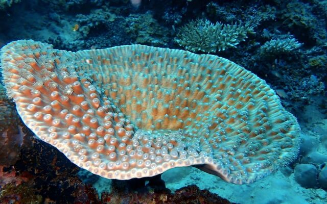 Sea Star Diving