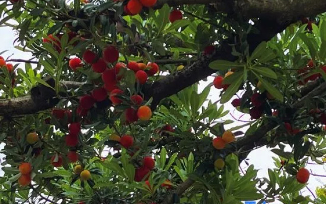 Lingshang Niugongshan Homestay