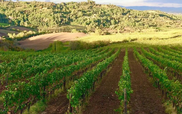 The Grapevine by MANVI