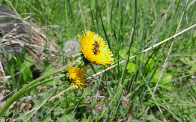 Waterfall in the yard