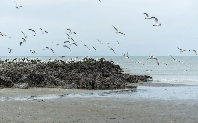 Nice Holiday Home in Westende-bad With Sauna and Pingpong