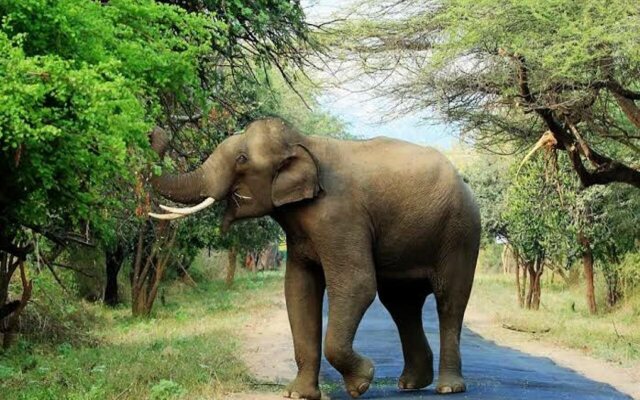 Kanthalloor Wild Stay