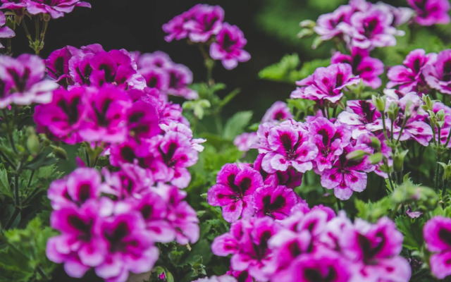 Апартаменты в гостевом домике