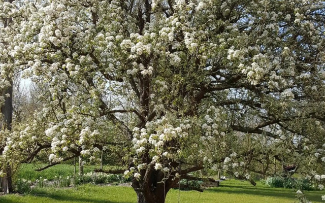 zomerhuisje by the sea