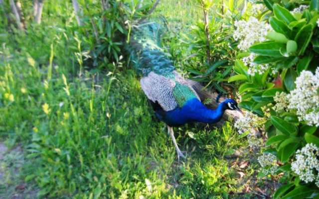Tenuta San Francesco