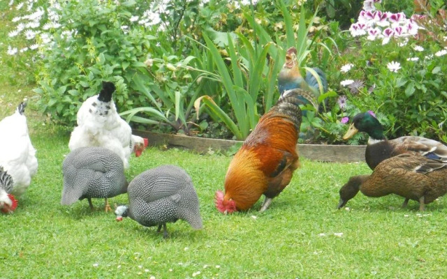 Emerald Hills Cottage