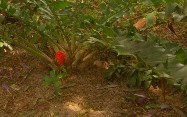 SeaXplore Lodge and Dive Center