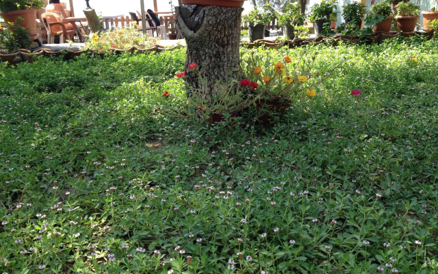 Assos Nazan Motel Restoran Beach