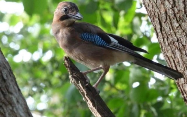 Min yr Afon - Cabin - Sleeps 2 - Hot Tub - Parking