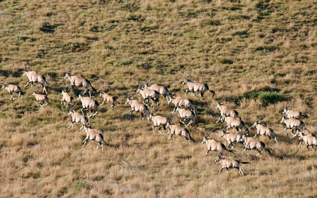 Mount Camdeboo Private Game Reserve by NEWMARK