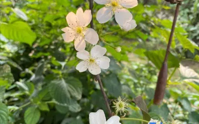 Longevity Mountain Lodge-Lear Garden (mountain cabin B&B)