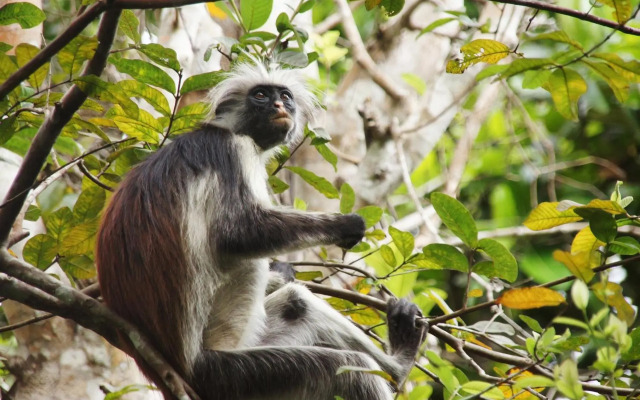 Imani Penthouse - Luxury Ocean View Apartment Nne, Kiwengwa Beach