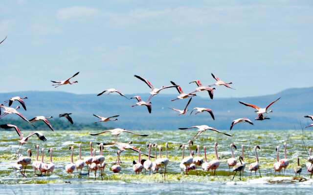 Lake Elmenteita Serena Camp