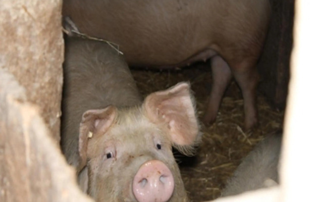 Urlaub im Herrenholz