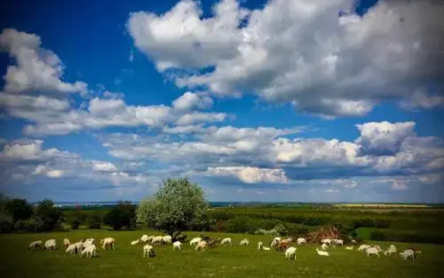 Dharma Horse Shelter Bungalows & Farmping