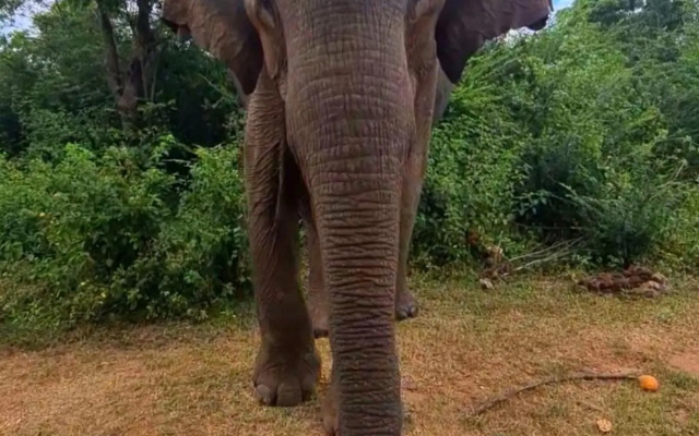 Humbhaha Jungle Nature Eco Resort