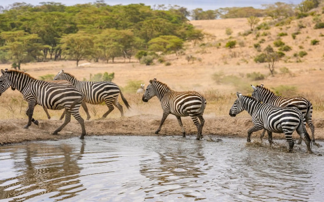 Lake Nakuru Lodge
