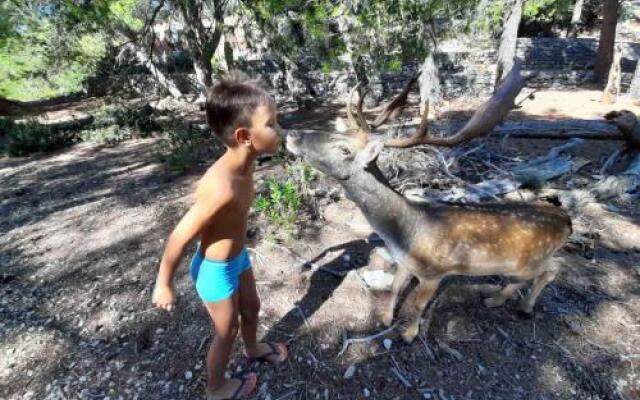 Apartmani Predrag & Ana