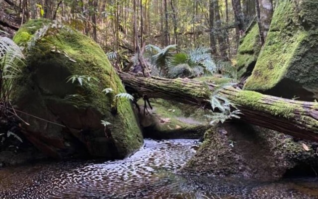 Tullys Hut - Walk to Hikes, Waterfalls, Views