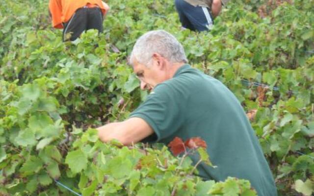 Les Glycines - Domaine Gilles Coperet