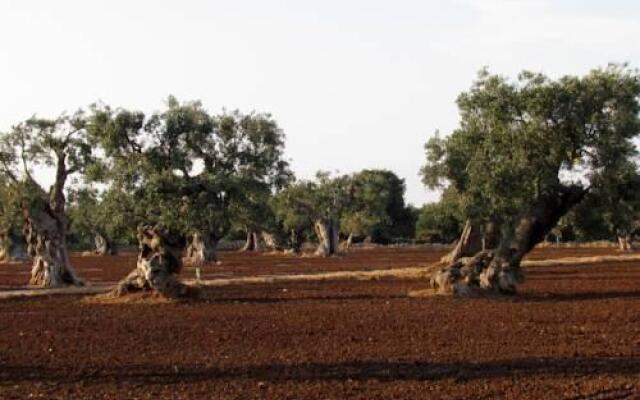 L'Ulivo Bed and Breakfast