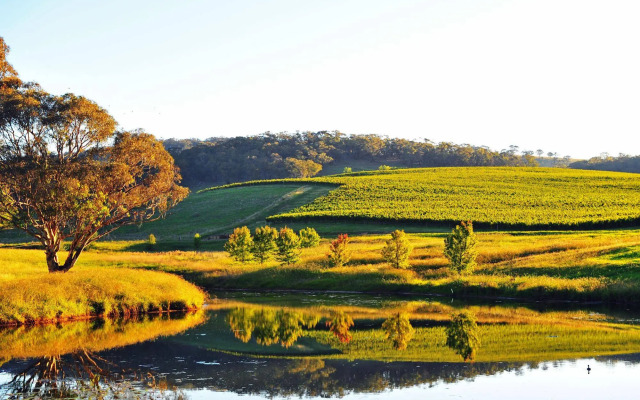 Mayfield Vineyard