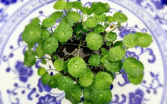 Hongcun Bali Xianghe