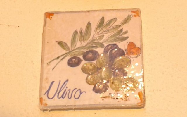 Pitosforo - Ulivo - Cocco