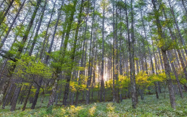Belvena Naskah Palembang