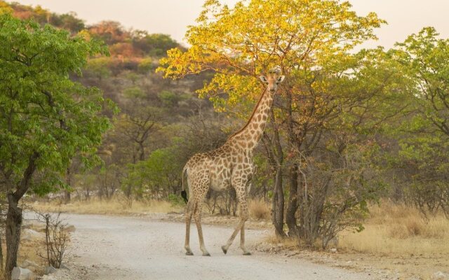 Eagle Tented Lodge & Spa Etosha