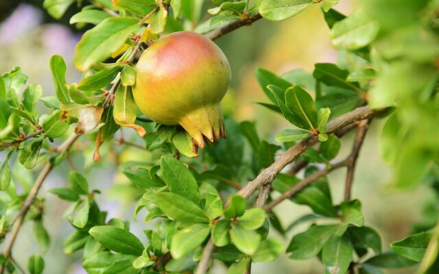 Agrotospita Country Houses