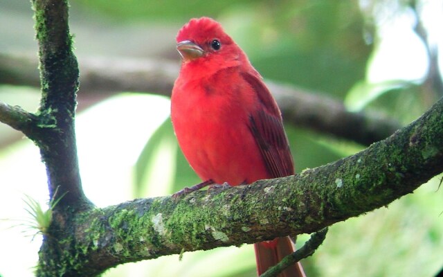 Cabinas Ecogarden Arenal