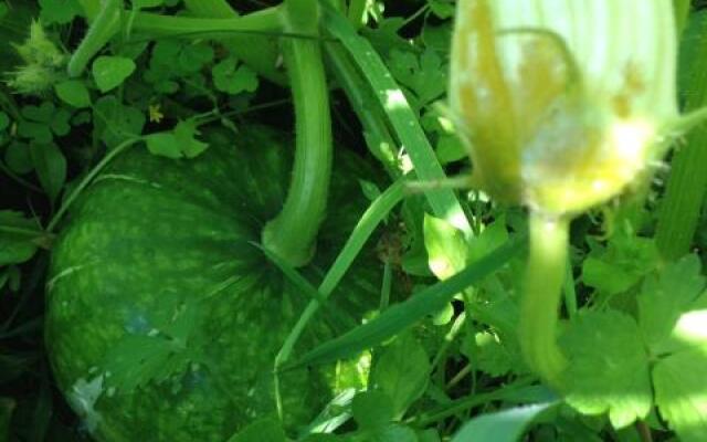 The Rustic House of the Fjord