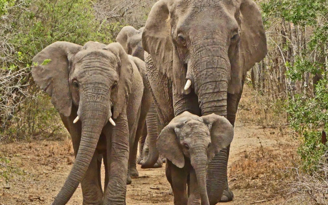 Thula Thula Game Lodge