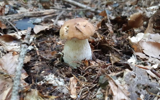 Apartman Ksenija Delnice