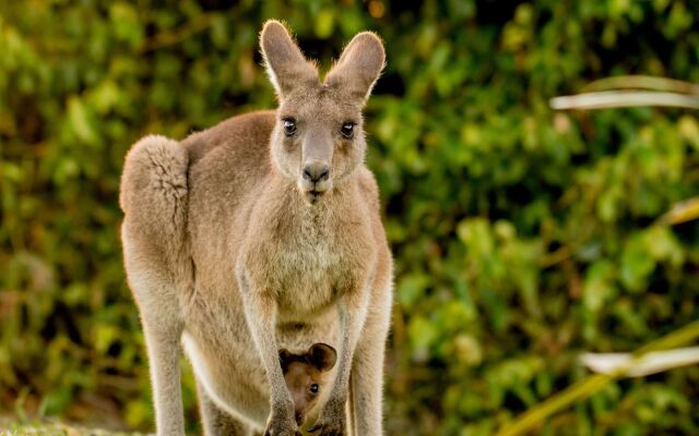 NRMA South West Rocks Holiday Park