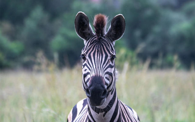 Radisson Blu Hotel Sandton